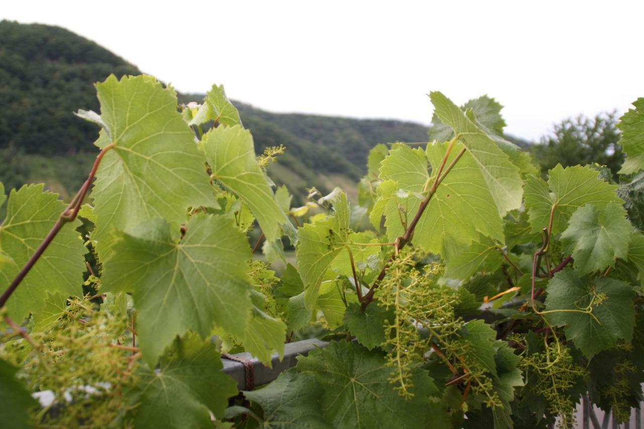 Willa Weingut Sauer-Kettermann Enkirch Zewnętrze zdjęcie