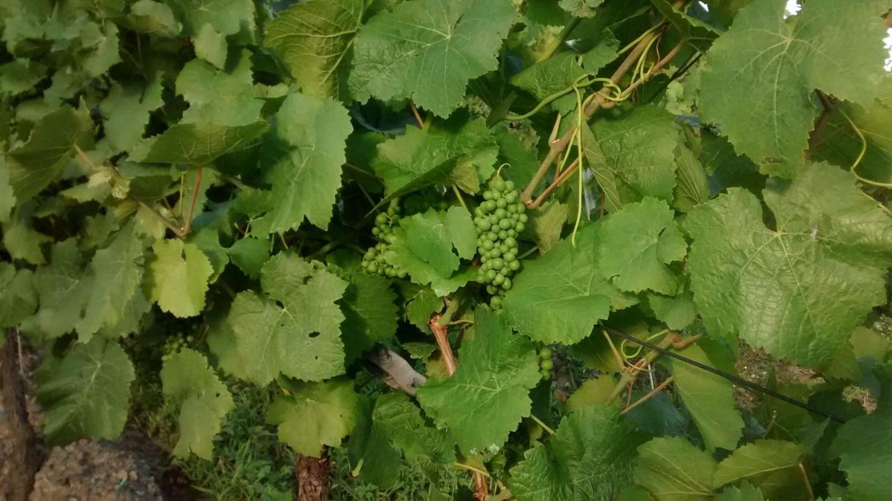 Willa Weingut Sauer-Kettermann Enkirch Zewnętrze zdjęcie
